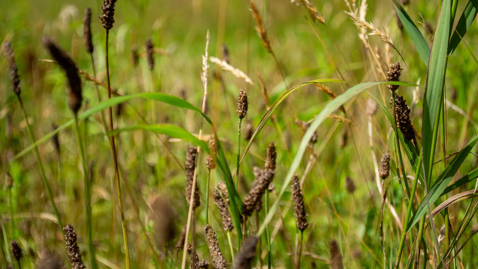 Wide shot from the Meadowcraft meadow photo shoot
